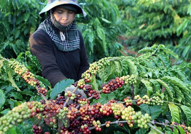 L'Algérie, un marché prometteur pour les produits agroalimentaires du Vietnam ảnh 1 L'Algérie, un marché prometteur pour les produits agroalimentaires du Vietnam ảnh 1