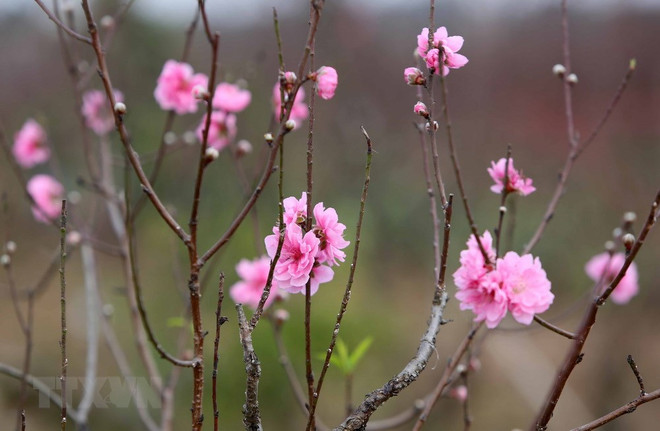 La signification de la fleur de pêcher ảnh 3 La signification de la fleur de pêcher ảnh 3