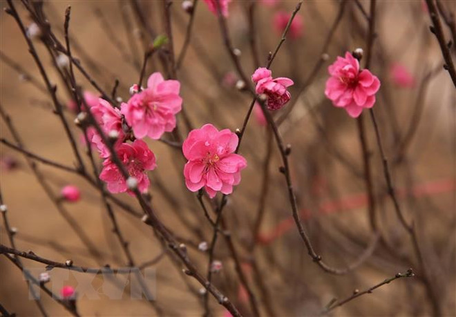 La signification de la fleur de pêcher ảnh 4 La signification de la fleur de pêcher ảnh 4