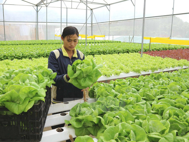 IFC s'engage à soutenir le Vietnam dans le développement de l'agriculture verte ảnh 1 IFC s'engage à soutenir le Vietnam dans le développement de l'agriculture verte ảnh 1