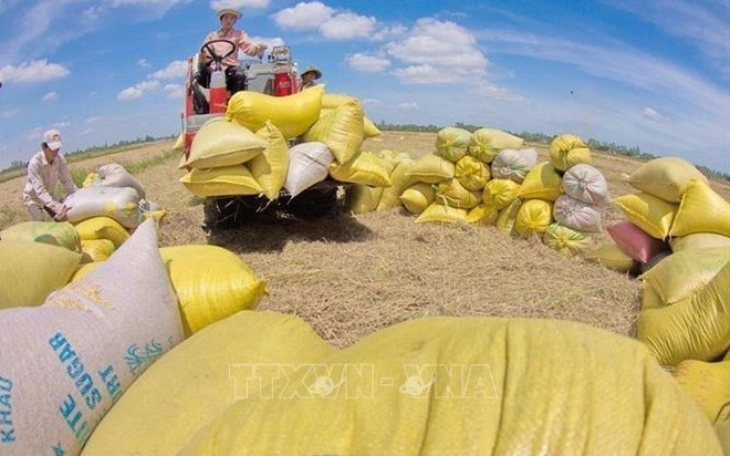 L’UE s'affirme comme un débouché prometteur pour le riz du Vietnam ảnh 1 L’UE s'affirme comme un débouché prometteur pour le riz du Vietnam ảnh 1