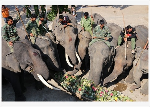 Cérémonie de prière pour la santé des éléphants ảnh 1 Cérémonie de prière pour la santé des éléphants ảnh 1