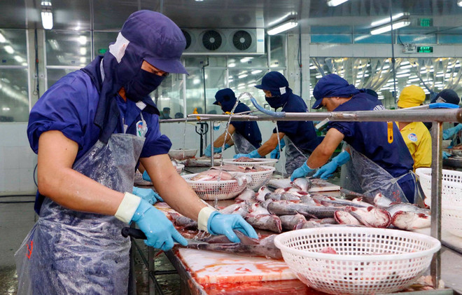 Rebond des exportations nationales de pangasius sur de nombreux marchés importants ảnh 1
