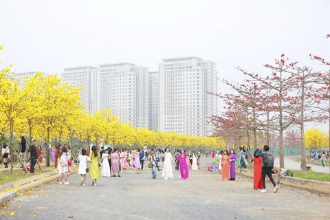Hanoï sous le charme des fleurs de mars ảnh 1 Hanoï sous le charme des fleurs de mars ảnh 1