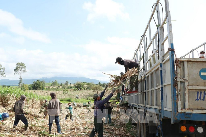Prolongation de l'enquête contre le contournement des recours commerciaux avec le sucre de canne ảnh 1 Prolongation de l'enquête contre le contournement des recours commerciaux avec le sucre de canne ảnh 1