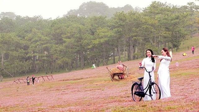 Da Lat: Festival des herbes roses au pied de la montagne de Lang Biang ảnh 1  Da Lat: Festival des herbes roses au pied de la montagne de Lang Biang ảnh 1