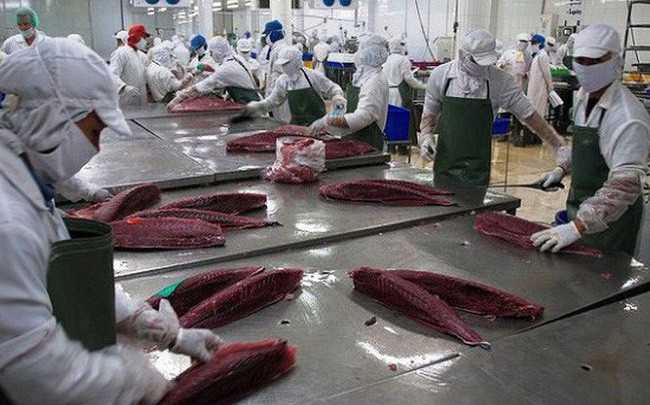 Le Canada, marché cible pour la filière thon du Vietnam ảnh 1 Le Canada, marché cible pour la filière thon du Vietnam ảnh 1