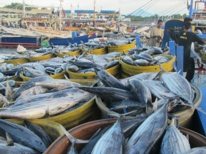 Les Philippines augmentent leurs achats de thon vietnamien ảnh 1 Les Philippines augmentent leurs achats de thon vietnamien ảnh 1
