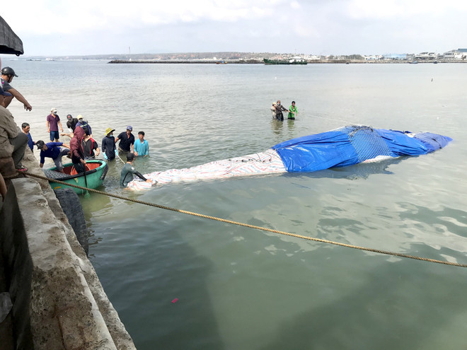 Binh Thuan : Enterrement d'une baleine de plus de 4 tonnes ảnh 1 Binh Thuan : Enterrement d'une baleine de plus de 4 tonnes ảnh 1