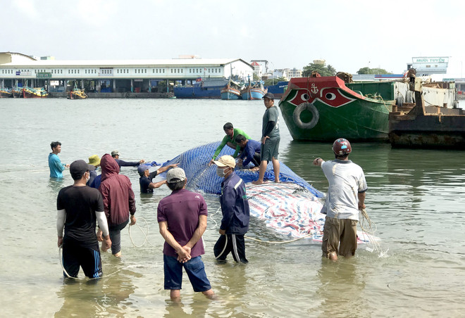 Binh Thuan : Enterrement d'une baleine de plus de 4 tonnes ảnh 2 Binh Thuan : Enterrement d'une baleine de plus de 4 tonnes ảnh 2