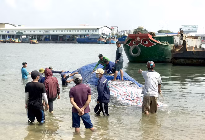 Binh Thuan : Enterrement d'une baleine de plus de 4 tonnes ảnh 2