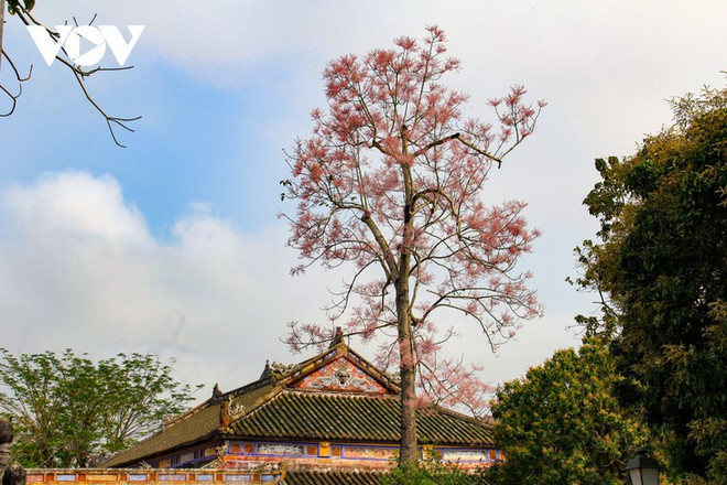 Des Parasols chinois en fleur dans la cité impériale de Huê ảnh 4 Des Parasols chinois en fleur dans la cité impériale de Huê ảnh 4