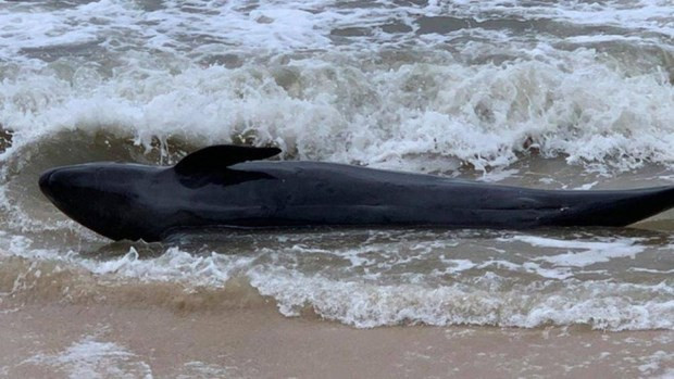 Une baleine de 300 kg s'échoue sur une plage de Phu Yen ảnh 1 Une baleine de 300 kg s'échoue sur une plage de Phu Yen ảnh 1