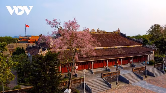 Des Parasols chinois en fleur dans la cité impériale de Huê ảnh 1