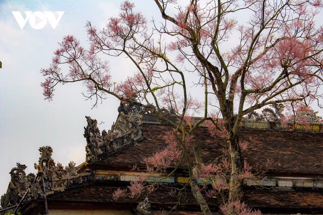 Des Parasols chinois en fleur dans la cité impériale de Huê ảnh 3