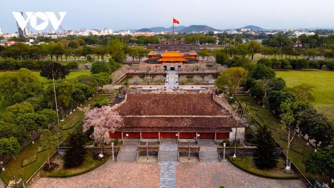 Des Parasols chinois en fleur dans la cité impériale de Huê ảnh 2
