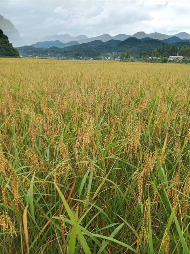Le riz gluant de Muong Và ảnh 1 Le riz gluant de Muong Và ảnh 1