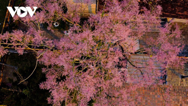 Des Parasols chinois en fleur dans la cité impériale de Huê ảnh 5 Des Parasols chinois en fleur dans la cité impériale de Huê ảnh 5
