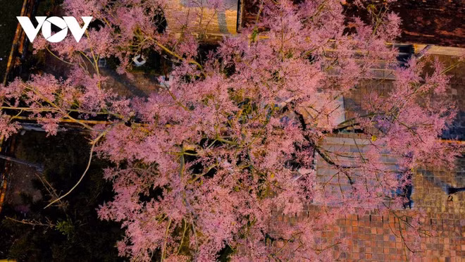 Des Parasols chinois en fleur dans la cité impériale de Huê ảnh 5