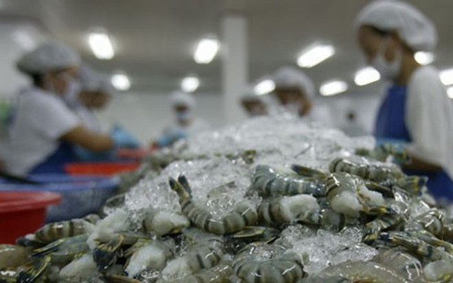 Exportations nationales de crevettes vers l’UE : une forte croissance prévue en 2018 ảnh 1