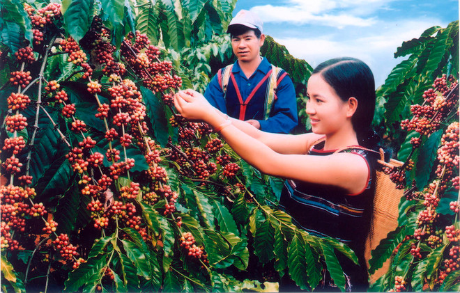 Un projet sur l’agriculture durable démarre à Hâu Giang ảnh 1 Un projet sur l’agriculture durable démarre à Hâu Giang ảnh 1