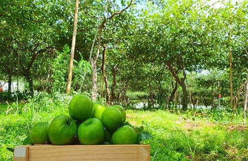 Le Vietnam, une puissance agricole ảnh 2 Le Vietnam, une puissance agricole ảnh 2