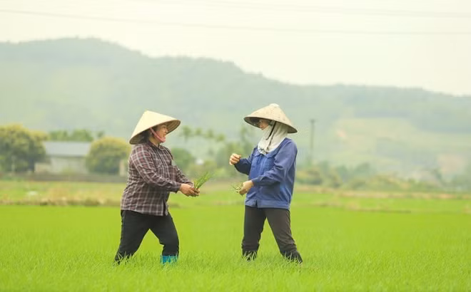 Des paysans heureux à Bình Khê ảnh 1