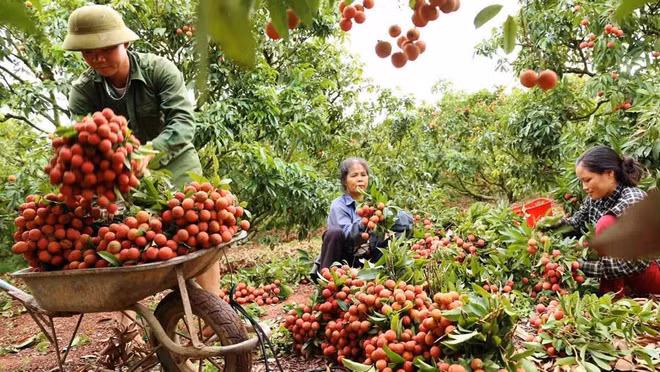 Bac Giang renforce la promotion de ses marques et produits agricoles ảnh 1