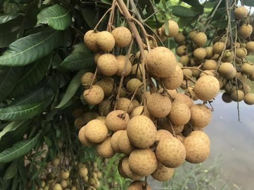 L'Australie, un marché à l'export des plus prometteurs pour le Vietnam ảnh 1 L'Australie, un marché à l'export des plus prometteurs pour le Vietnam ảnh 1