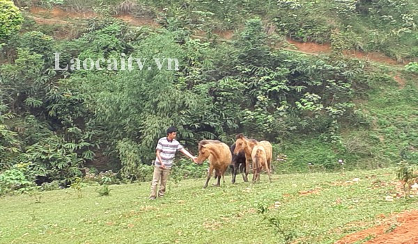 À Tùn Trên, un remède de cheval contre la pauvreté ảnh 1 À Tùn Trên, un remède de cheval contre la pauvreté ảnh 1