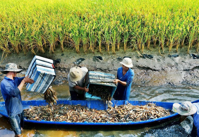 Soc Trang mise sur la rotation entre pénéiculture et riziculture ảnh 1 Soc Trang mise sur la rotation entre pénéiculture et riziculture ảnh 1