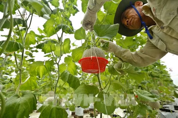 Vers l'agriculture verte et durable ảnh 1 Vers l'agriculture verte et durable ảnh 1