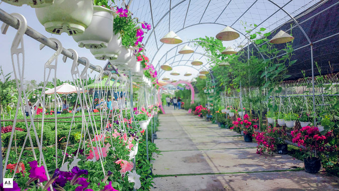 Dông Thap : de nombreuses activités prévues au Festival des fleurs printanières 2019 ảnh 1 Dông Thap : de nombreuses activités prévues au Festival des fleurs printanières 2019 ảnh 1