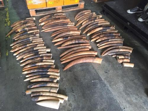 Singapour détruit 7,9 tonnes d’ivoire de contrebande ảnh 1 Singapour détruit 7,9 tonnes d’ivoire de contrebande ảnh 1