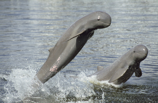 Le Cambodge choisit 4 zones à dauphins de l'Irrawaddy en vue d'un classement par l'UNESCO ảnh 1