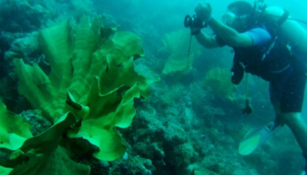 L'Indonésie et les États-Unis coopèrent dans la conservation de l'habitat marin ảnh 1