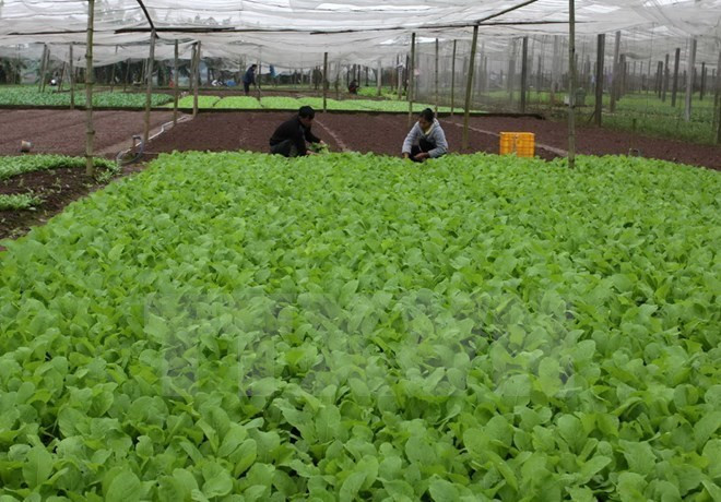 La République de Corée aide Quang Tri à développer l'agriculture biologique ảnh 1 La République de Corée aide Quang Tri à développer l'agriculture biologique ảnh 1