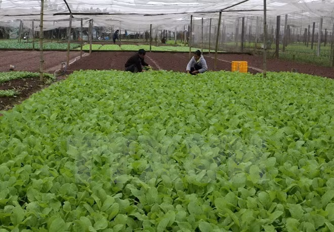La République de Corée aide Quang Tri à développer l'agriculture biologique ảnh 1