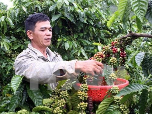 Le Vietnam élu au Comité exécutif de l’Association du café d’Asie ảnh 1