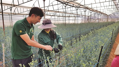 Un ingénieur japonais fasciné par les fleurs de Dà Lat ảnh 3