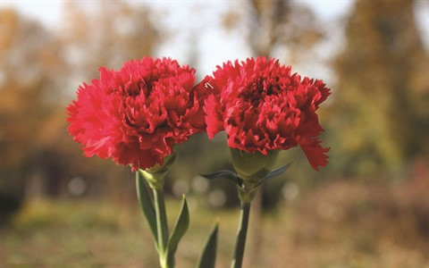 Un ingénieur japonais fasciné par les fleurs de Dà Lat ảnh 2 Un ingénieur japonais fasciné par les fleurs de Dà Lat ảnh 2