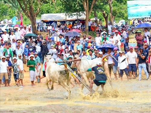 An Giang : valorisation du festival des courses de bœuf Bay Nui ảnh 1 An Giang : valorisation du festival des courses de bœuf Bay Nui ảnh 1