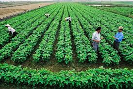 Le développement de l'économie collective constitue un élément important de l'économie ảnh 1