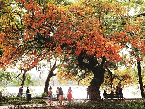 Lac Hoàn Kiêm : entre mythe et réalité ảnh 1 Lac Hoàn Kiêm : entre mythe et réalité ảnh 1