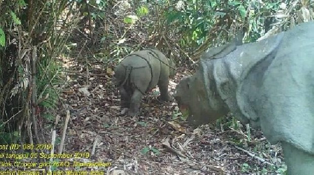 Découverte de deux individus de rhinocéros de Java en Indonésie ảnh 1 Découverte de deux individus de rhinocéros de Java en Indonésie ảnh 1