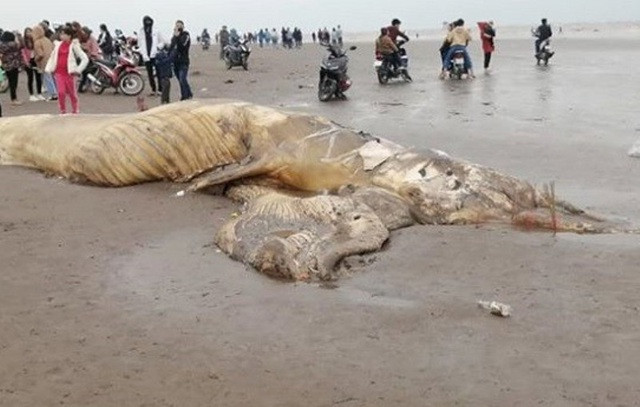 Enterrement d'une baleine de près de 10 tonnes échouée sur la côte de Ninh Binh ảnh 1 Enterrement d'une baleine de près de 10 tonnes échouée sur la côte de Ninh Binh ảnh 1