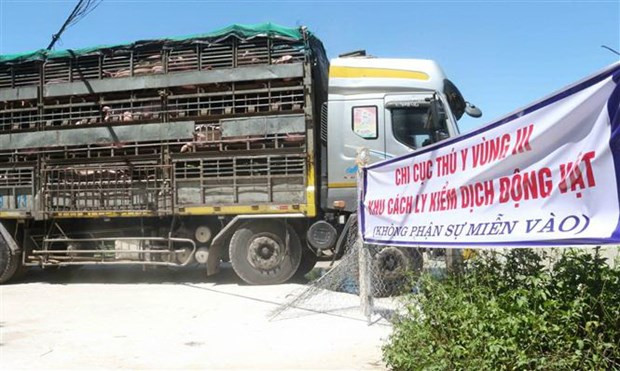 Importation d'un lot de 500 cochons vivants de Thaïlande ảnh 1 Importation d'un lot de 500 cochons vivants de Thaïlande ảnh 1