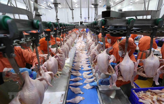 Préparatifs en cours pour exporter de la viande de poulet vers la Russie ảnh 1 Préparatifs en cours pour exporter de la viande de poulet vers la Russie ảnh 1