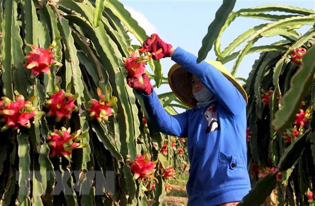 Le Vietnam exporte 5 tonnes de fruits du dragon à chair rouge vers l'Australie ảnh 1 Le Vietnam exporte 5 tonnes de fruits du dragon à chair rouge vers l'Australie ảnh 1