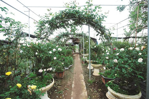 Les roses anciennes, une nouvelle tendance qui s’impose ảnh 1 Les roses anciennes, une nouvelle tendance qui s’impose ảnh 1